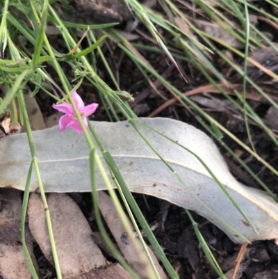 Convolvulus angustissimus subsp. angustissimus (Australian Bindweed) at Belconnen, ACT - 22 Nov 2021 by Dora