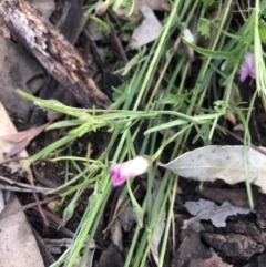 Convolvulus angustissimus subsp. angustissimus at Belconnen, ACT - 22 Nov 2021