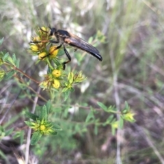 Neoscleropogon sp. (genus) (Robber fly) at Flea Bog Flat to Emu Creek Corridor - 22 Nov 2021 by Dora