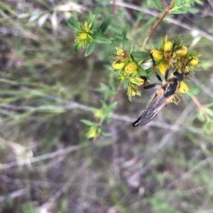 Neoscleropogon sp. (genus) at Belconnen, ACT - 22 Nov 2021