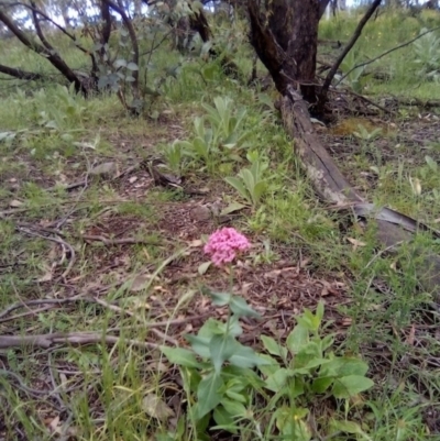 Centranthus ruber (Red Valerian, Kiss-me-quick, Jupiter's Beard) at Red Hill Nature Reserve - 31 Oct 2021 by MichaelMulvaney