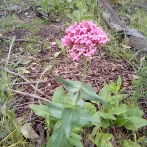 Centranthus ruber at Garran, ACT - 1 Nov 2021