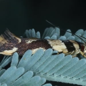 Macrobathra desmotoma at Hackett, ACT - 23 Nov 2021 03:55 PM