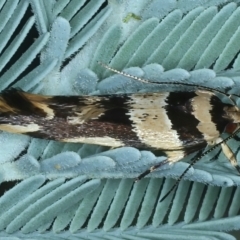 Macrobathra desmotoma at Hackett, ACT - 23 Nov 2021 03:55 PM