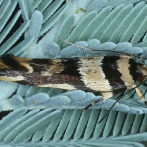 Macrobathra desmotoma at Hackett, ACT - 23 Nov 2021