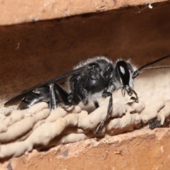 Pison sp. (genus) (Black mud-dauber wasp) at Evatt, ACT - 23 Nov 2021 by TimL