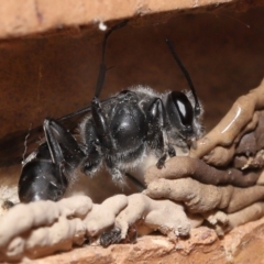 Pison sp. (genus) at Evatt, ACT - 23 Nov 2021