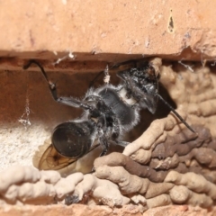 Pison sp. (genus) at Evatt, ACT - 23 Nov 2021