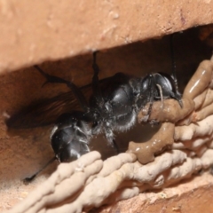 Pison sp. (genus) at Evatt, ACT - 23 Nov 2021