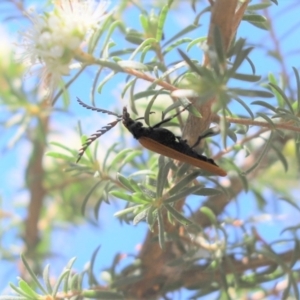 Porrostoma rhipidium at Parkes, ACT - 15 Nov 2019