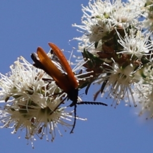 Porrostoma rhipidium at Parkes, ACT - 15 Nov 2019