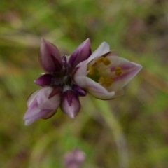 Laxmannia gracilis at Boro, NSW - 23 Nov 2021