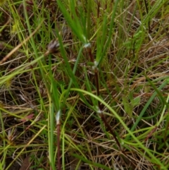 Laxmannia gracilis at Boro, NSW - 23 Nov 2021