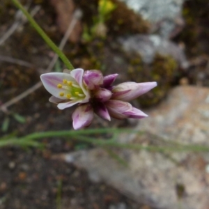 Laxmannia gracilis at Boro, NSW - 23 Nov 2021