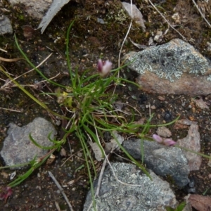 Laxmannia gracilis at Boro, NSW - 23 Nov 2021