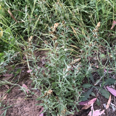 Gamochaeta purpurea (Purple Cudweed) at Hughes Garran Woodland - 17 Nov 2020 by ruthkerruish