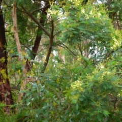 Acacia parramattensis (Wattle) at Boro, NSW - 23 Nov 2021 by Paul4K