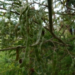 Acacia parramattensis at Boro, NSW - 23 Nov 2021
