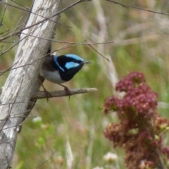 Malurus cyaneus (Superb Fairywren) at Boro - 23 Nov 2021 by Paul4K