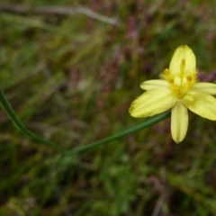 Tricoryne elatior (Yellow Rush Lily) at Boro - 23 Nov 2021 by Paul4K