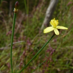 Tricoryne elatior at Boro, NSW - 23 Nov 2021