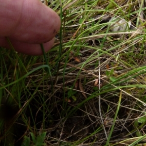 Tricoryne elatior at Boro, NSW - 23 Nov 2021