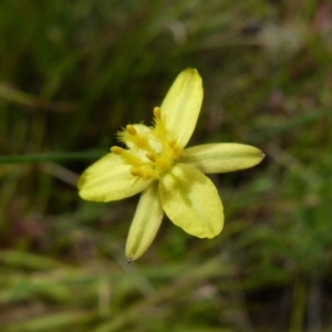 Tricoryne elatior at Boro, NSW - 23 Nov 2021