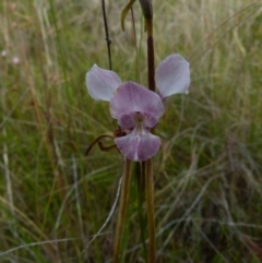 Diuris punctata var. punctata (Purple Donkey Orchid) at Boro - 23 Nov 2021 by Paul4K
