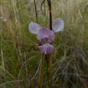 Diuris punctata at suppressed - suppressed