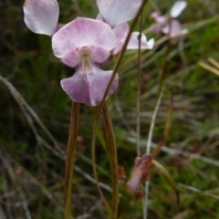 Diuris punctata at suppressed - suppressed