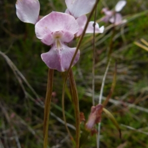 Diuris punctata at suppressed - suppressed