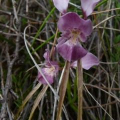 Diuris punctata at suppressed - suppressed