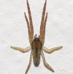 Unidentified Spider (Araneae) (TBC) at Evatt, ACT - 22 Nov 2021 by TimL