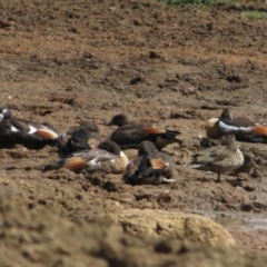 Tadorna tadornoides (Australian Shelduck) at QPRC LGA - 22 Nov 2021 by Christine