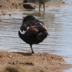 Tadorna tadornoides at Bungendore, NSW - 22 Nov 2021