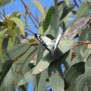 Delias harpalyce at Bungendore, NSW - 22 Nov 2021 04:34 PM