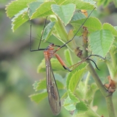 Harpobittacus australis (Hangingfly) at Rob Roy Range - 20 Oct 2021 by michaelb