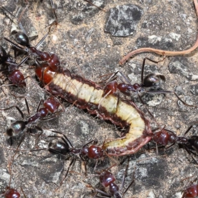 Iridomyrmex purpureus (Meat Ant) at Acton, ACT - 9 Nov 2021 by TimL