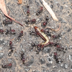 Iridomyrmex purpureus at Acton, ACT - 9 Nov 2021 11:53 AM