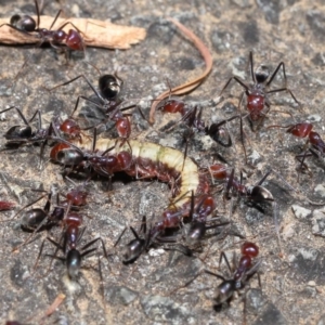 Iridomyrmex purpureus at Acton, ACT - 9 Nov 2021 11:53 AM