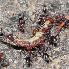 Iridomyrmex purpureus at Acton, ACT - 9 Nov 2021 11:53 AM