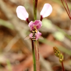 Melangyna viridiceps (Hover fly) at Penrose State Forest - 24 Nov 2021 by Snowflake