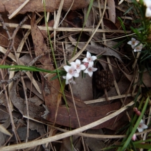 Boronia nana var. hyssopifolia at Boro, NSW - suppressed