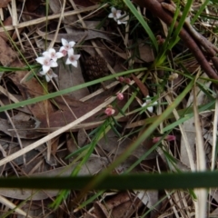 Boronia nana var. hyssopifolia at Boro, NSW - suppressed