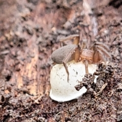 Gnaphosidae sp. (family) (Ground spider) at Bruce Ridge - 25 Nov 2021 by tpreston