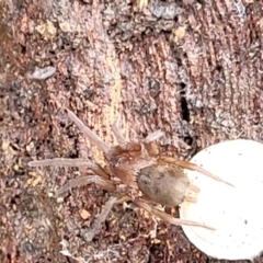 Gnaphosidae (family) at O'Connor, ACT - 25 Nov 2021 01:31 PM