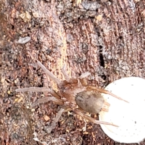 Gnaphosidae (family) at O'Connor, ACT - 25 Nov 2021 01:31 PM