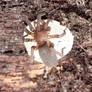 Gnaphosidae (family) at O'Connor, ACT - 25 Nov 2021 01:31 PM