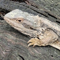 Pogona barbata (Eastern Bearded Dragon) at O'Connor, ACT - 25 Nov 2021 by trevorpreston