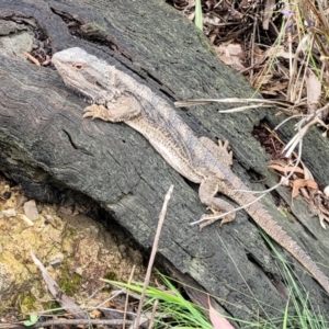 Pogona barbata at O'Connor, ACT - suppressed